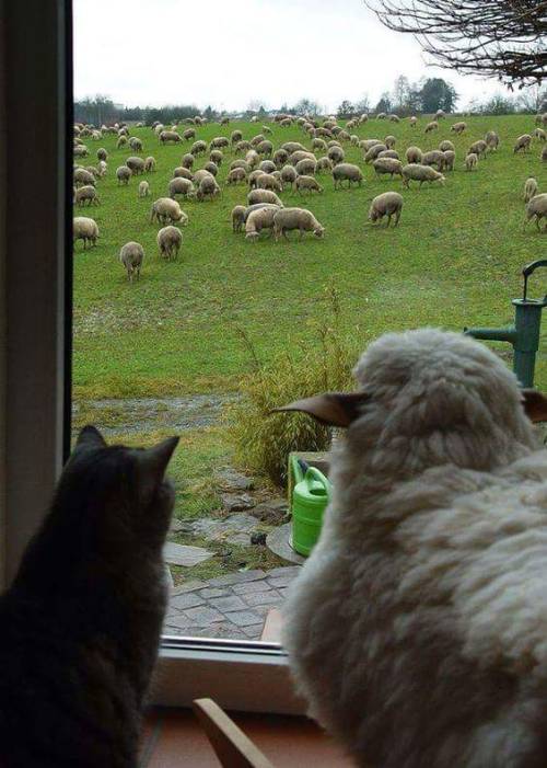 Surveying The Sheep Kingdom??