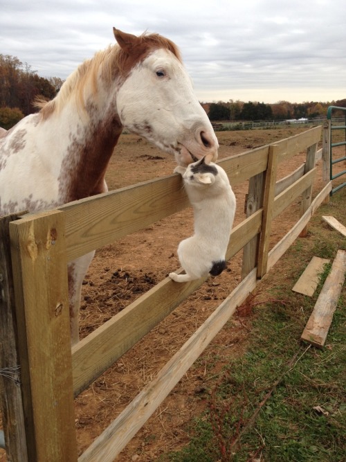 amnos-for-dream:  So one of our barn cats LOVES visiting with the horses. 