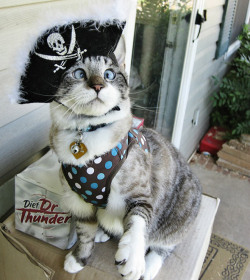 Just In Case You’re Having A Rough Week, Here’s A Cross-Eyed Kitty In A Pirate