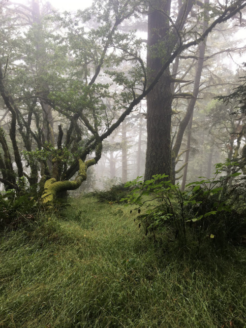 Muir Woods by Robert Smith