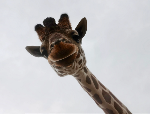 Gosh, Giraffes Directly Facing The Camera Are Just *chef's Kisses*