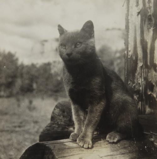 deviatesinc:  Elizabeth Bishop with her cat, Minnow, 1938 photos by Louise Crane 