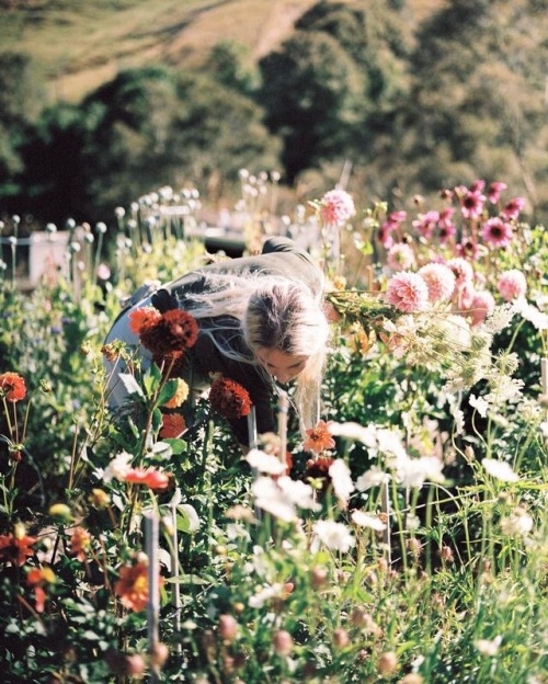 Wildflower Moodboard