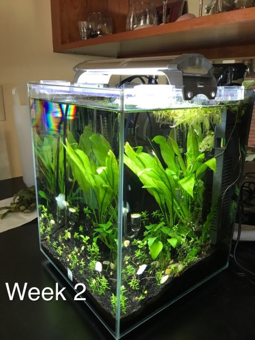 celestial-cephalopod:A complete progression of the 5 gallon rescapeI wanna do this now! Water garden