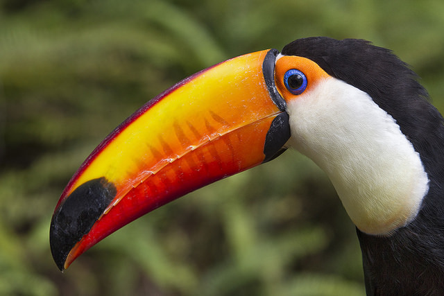 sdzoo:  The large surface area of a toucan’s beak is one of this bird’s adaptations