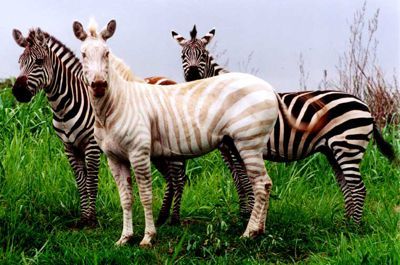 sixpenceee: Rare Golden Zebra with Blue Eyes. This porn pictures