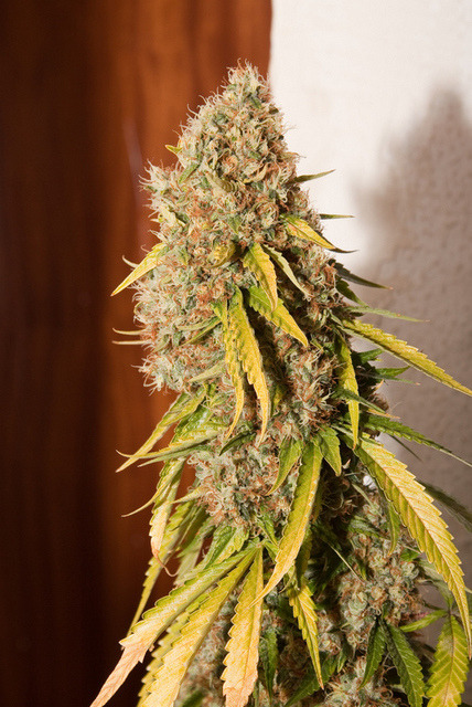 cannabisbudcollector:  Follow ;) http://cannabisbudcollector.tumblr.com