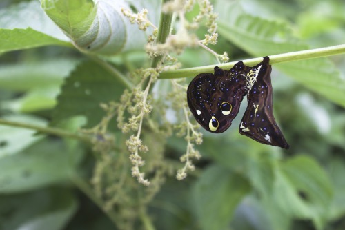 With its colours and patterns resembling a tropical sea monster, it’s hard to imagine that thi