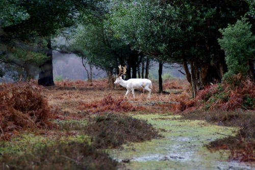 albino deer