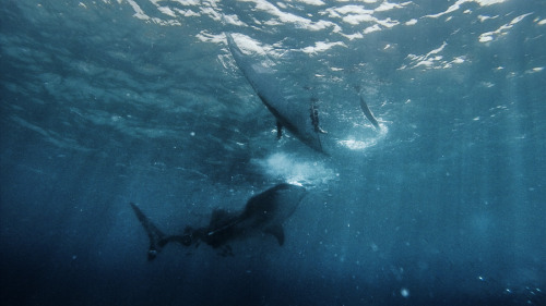 capturedphotos: Swimming with the Whale SharksOslob, CebuPhotographed by: Paolo Nacpil ( tumblr | in