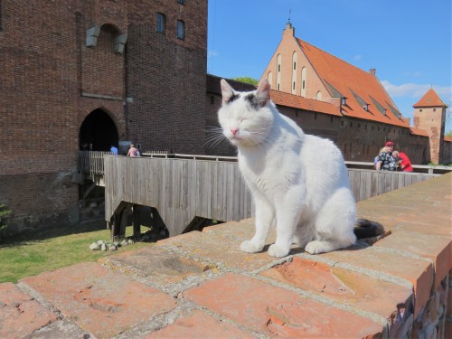 Old cat, Marbolk castle