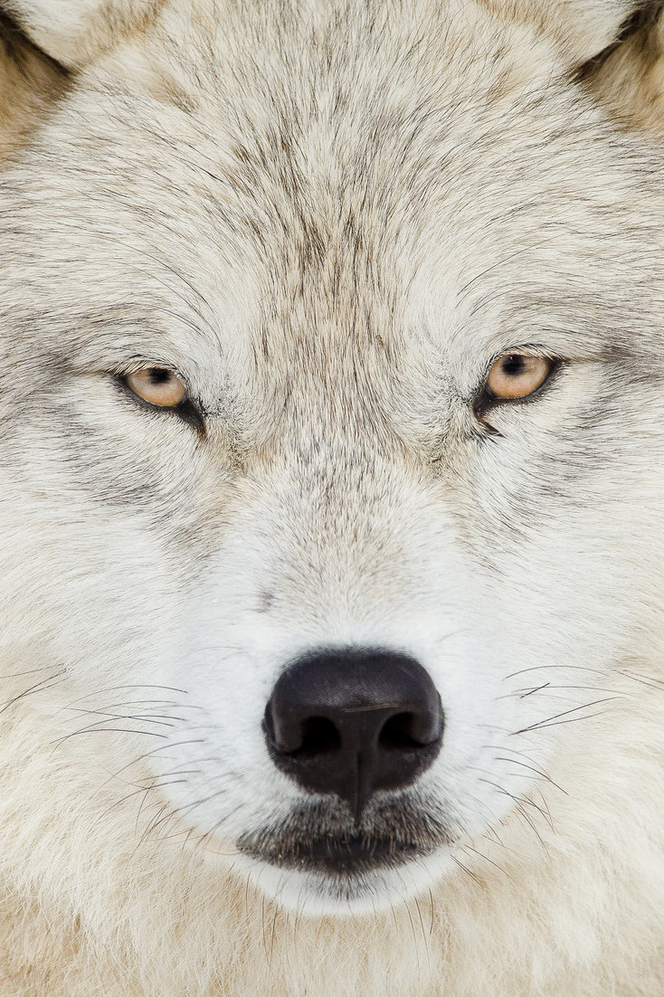 l0stship: arctic wolf  {by maxime riendeau} 