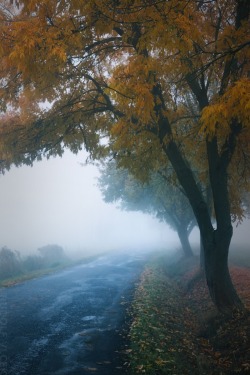 90377:   Autumn / Road / Fog by Rudolf Vlček  