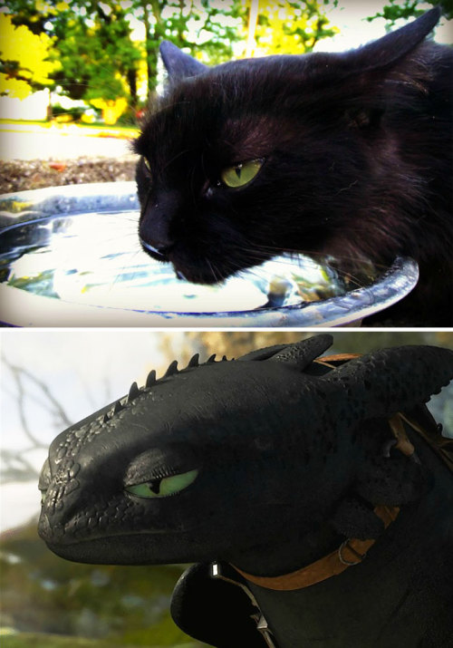 Porn pr1nceshawn:Cats or Toothless!? photos