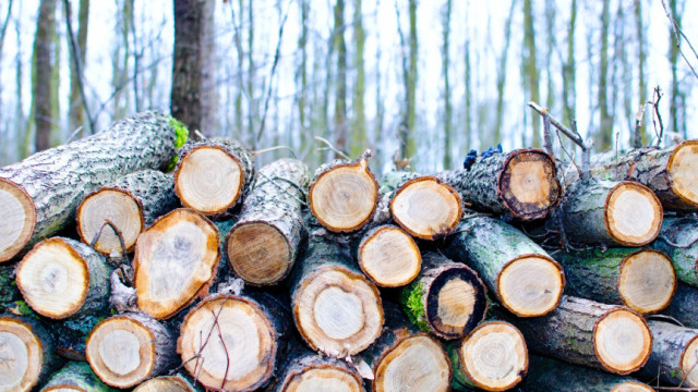Scientists can now grow wood in a lab without cutting a single tree https://ift.tt/Mb4d9KF #Futurology#Technology#Tech#Studies#Humanity#Development#New#Gadgets