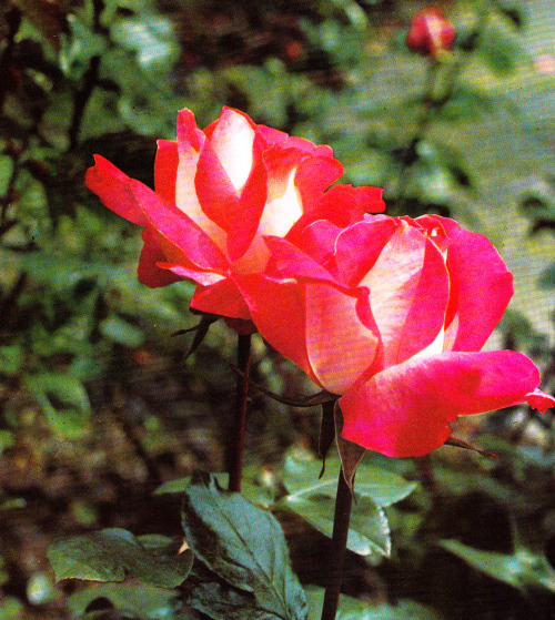 adelphe: Rose Gaujard The World of Roses by Bertram Park, 1962