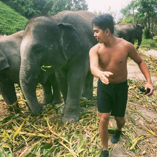 Take me back lmao #tbt #♥️ #aboutayearago #thailand #chiangmai #elephants (at โครงการหลวงขุนวาง จ.เช