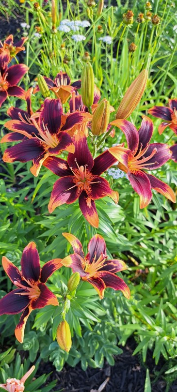 shelovesplants:Tiger lilies🏵