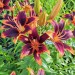 shelovesplants:Tiger lilies🏵