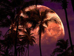lori-rocks:  Warm Tropical Nights…..by