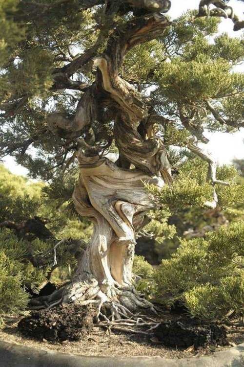 Thefabulousweirdtrotters:“The Twisted Tree Lives Its Life, While The Right Tree