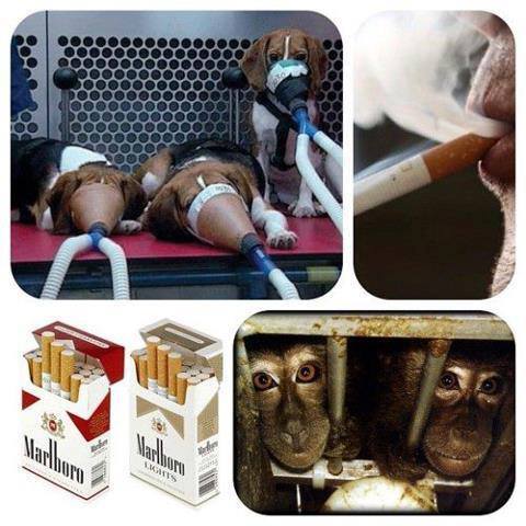 ilymorgannn: Every cigarette funds cruel animal testing! There are so many reasons that smoking is s