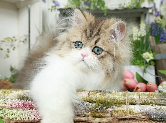 princess