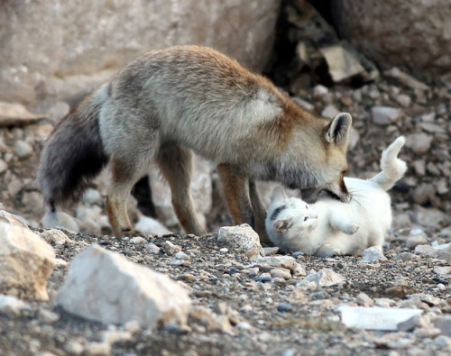 Porn Pics wonderous-world:  A wild cat and a fox isn’t