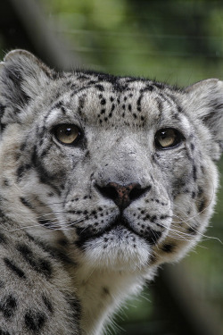 darkface:  Close up of snow leopard (by wwmike)