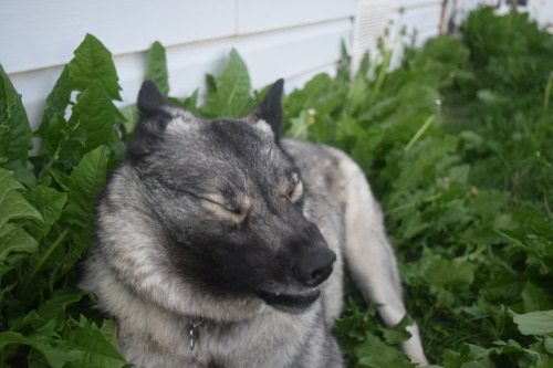 an-elkie-named-punky:Sneezing so hard you nearly lose one of your ears