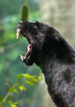 loveforearth:  Leopard-big yawn (by alan