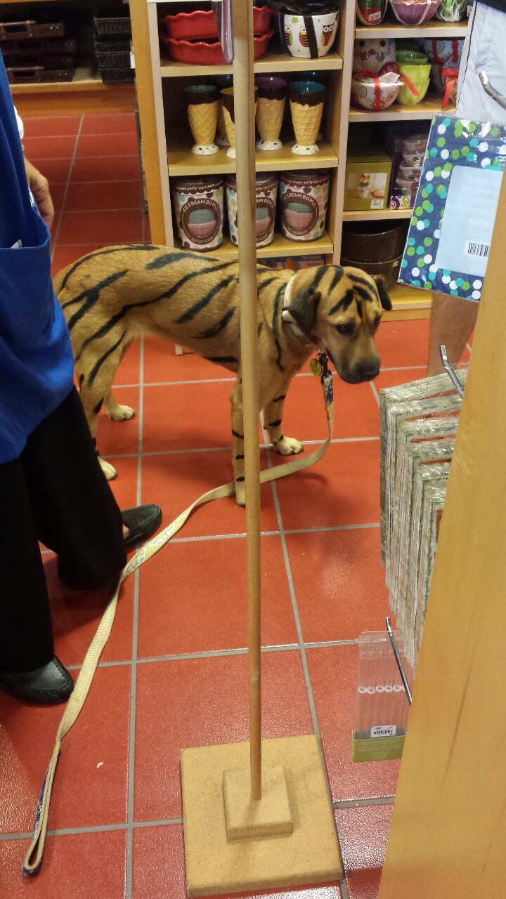 matefeedkillrepeats:  The dog that came into my place of employment today.  She