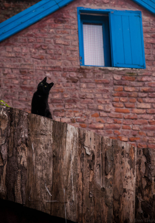 Kedi, İstanbul'16