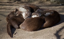 dailyotter:  No Nap Is Cozier Than When Otters