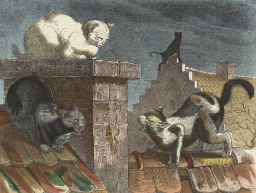 Het leven en bedrijf der katten - Hermann van der Moolen - c.1920 - via Rijksmuseum