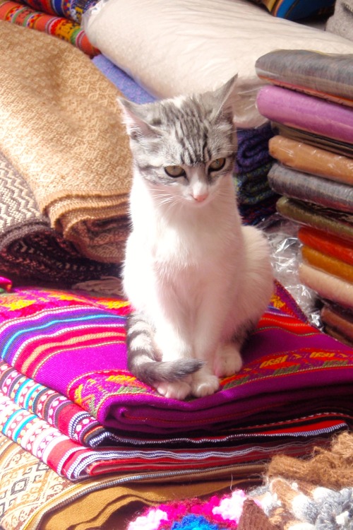 Kitten and Tourist Treasures, Tourist Fabric Shop, Cuzco, Peru, 2009.