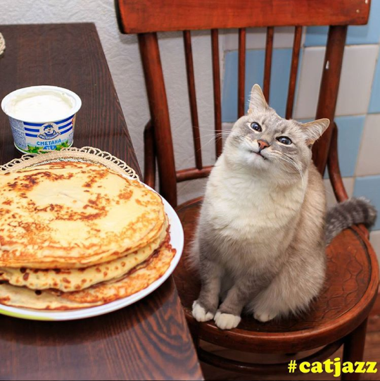 jdlaclede: ayellowbirds:  jerry-seinfeld-kin:  verycooltrash:  it’s the russian pancake festival of maslennitsa, post kot blini   I had a fuckin folder waiting for this moment   The more i read about this holiday, the more confused i am by this post.