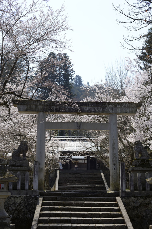 20140419 Takayama 7 by Bong GritVia Flickr:***** RAW developed *****昨日の中橋から西に少し歩くと、飛騨護国神社です。石のしっかりした