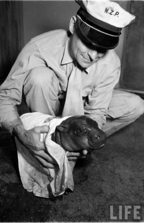 Drying a baby pygmy hippo after its bath(George Skadding. 1952)