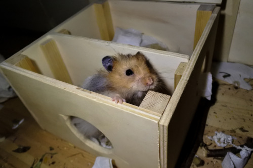 syrian hamster