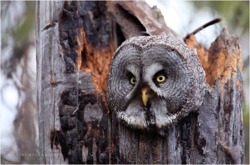 wapiti3: great grey owl or great gray owl (Strix nebulosa)  is a very large owl, documented as the