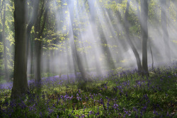 tulipnight: Bluebell Sunrise,by peter spencer 