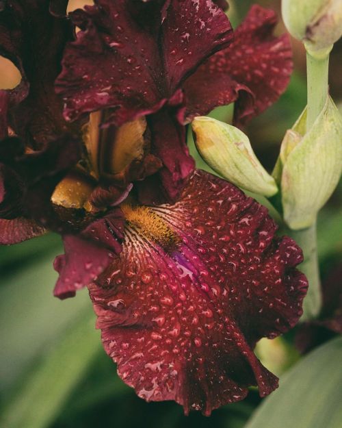 Burgundy Bearded Iris dappled by spring rains #iris #beardediris #flowerphotography #flower #springb