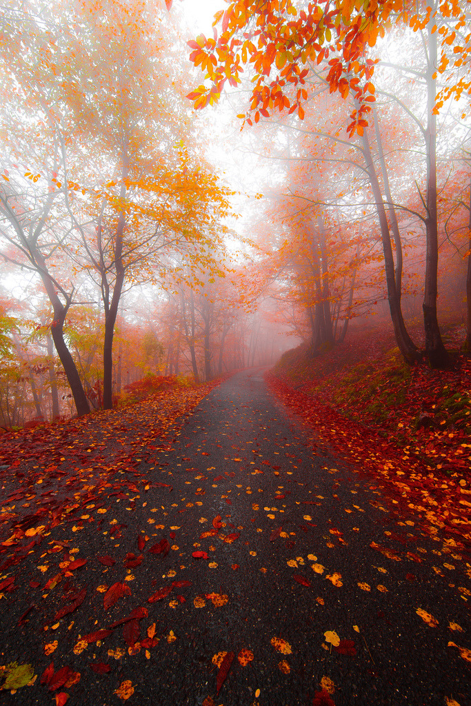 4nimalparty:  (by Corrado orio photography) 