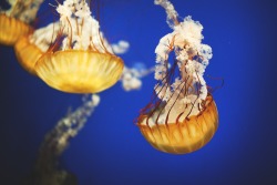 mamamaysa:  Jellyfish at the Georgia Aquarium. (Make this your computer background, it’s so pretty)  Tumblr / Twitter / 500px / Flickr