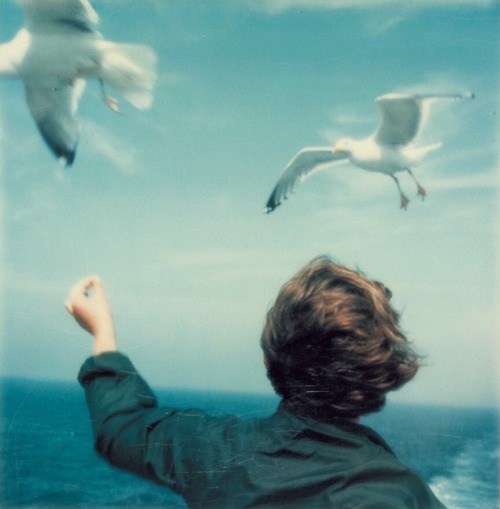 infected: Seagulls and Boy, polaroid by Peter Jones