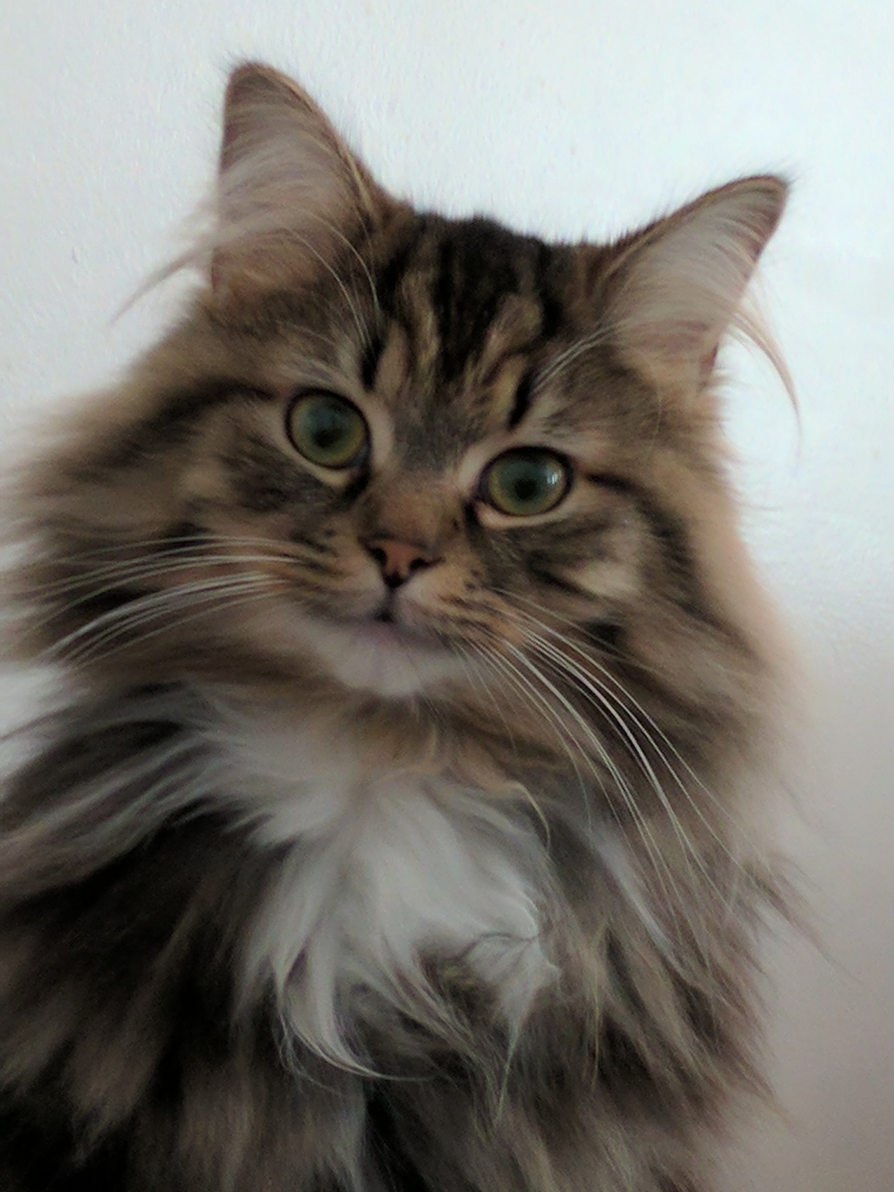 mysilverylining: OZ, and his magnificent everything.