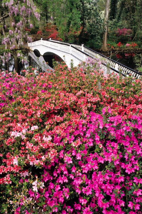 hueandeyephotography:Azaleas and Bridge, Magnolia Gardens, Charleston, SC© Doug Hickok  All Rights R