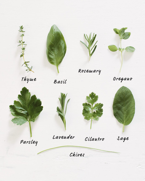 foodffs:How to Grow Herbs (in Pots)Really nice recipes. Every hour.Show me what you cooked!
