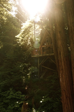 r2–d2:  Sequoia Retreat Center by (scissorina)